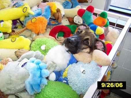 A puppys dream