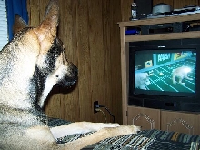Watching Puppy Bowl IV