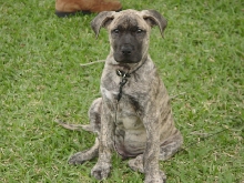 Maxie