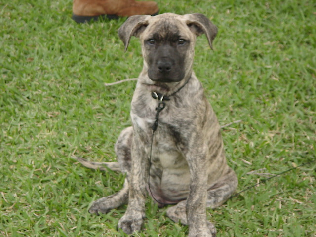 Maxie