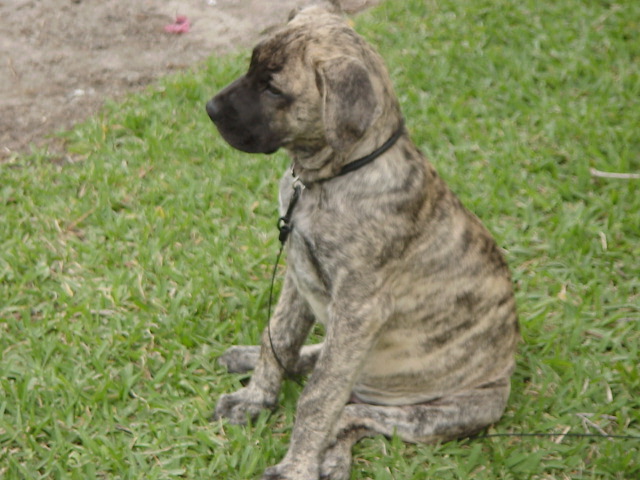 Maxie 13 wks old