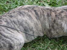 Maxie