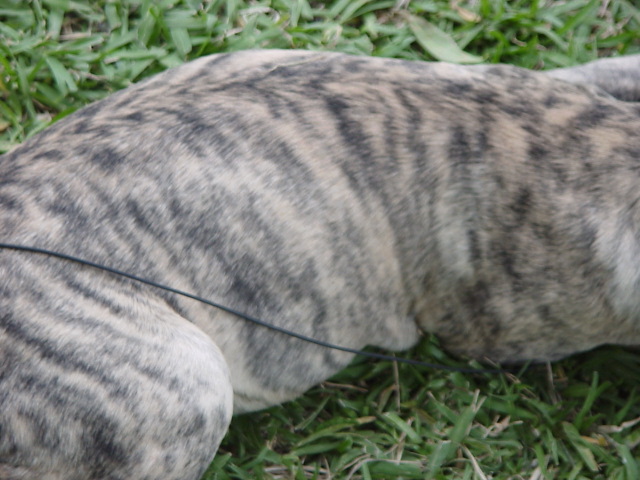 Maxie