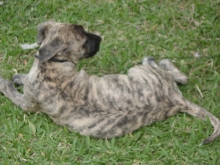 Maxie