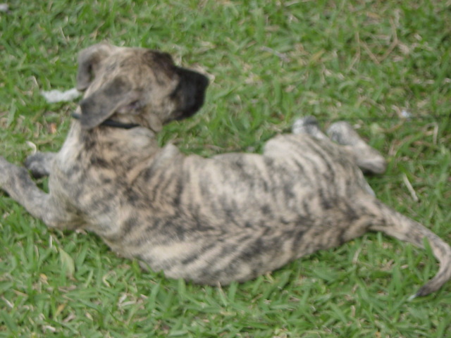 Maxie