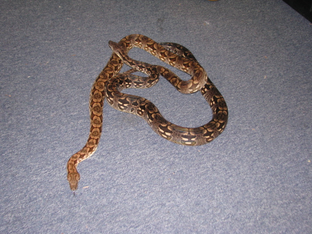 pair