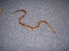 Male