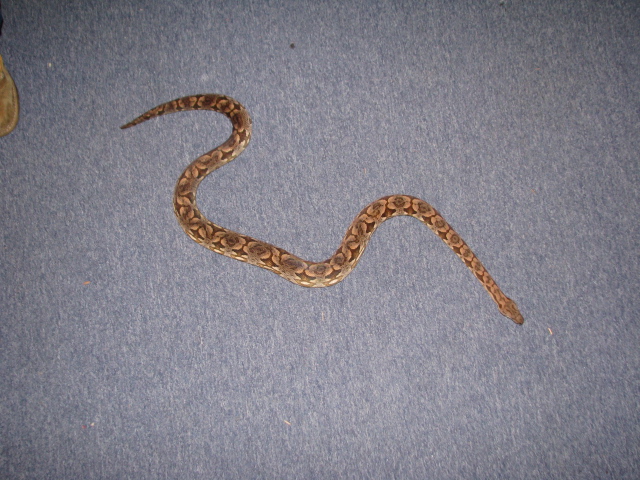 Male