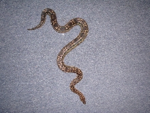female