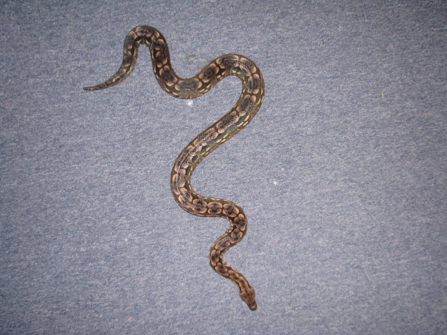 female