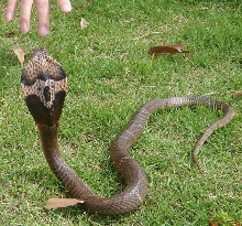 My chinese cobra (Naja naja atra)