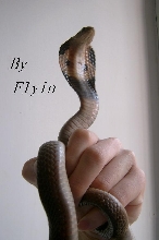 chinese cobra(CB) Naja naja atra