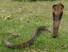 chinese cobra(CB) Naja naja atra