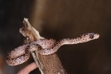 epicrates gracilis