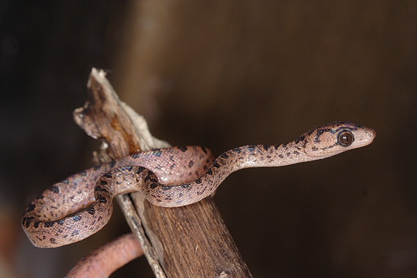 epicrates gracilis