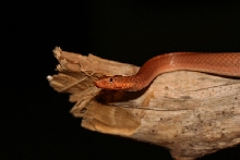 Hypsirhynchus ferox