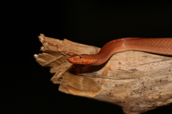 Hypsirhynchus ferox