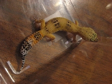 Cheeto - now