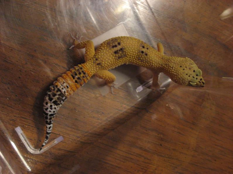 Cheeto - now