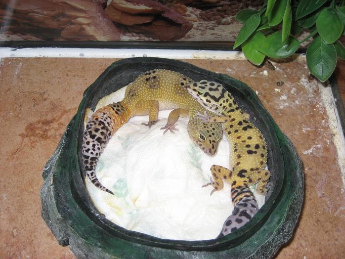 Cheeto and Sheila