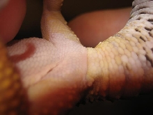 Cheeto - Parts