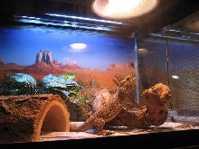 Pearl - Basking