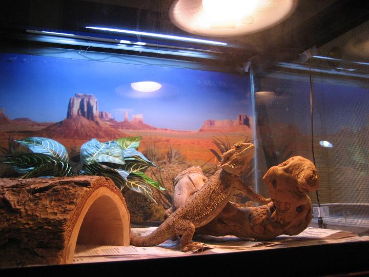 Pearl - Basking
