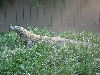 Zoo
