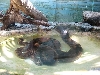 Zoo