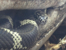 Zoo