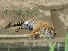 Zoo