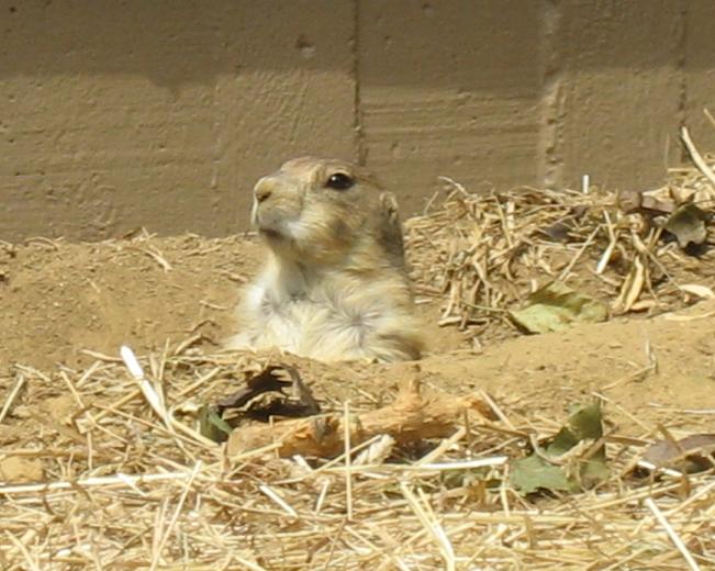 Zoo