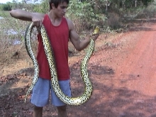 another pick of the yellow we caught in the pantanal (brazil)