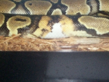 Male Ringer 100% Het Pied .
