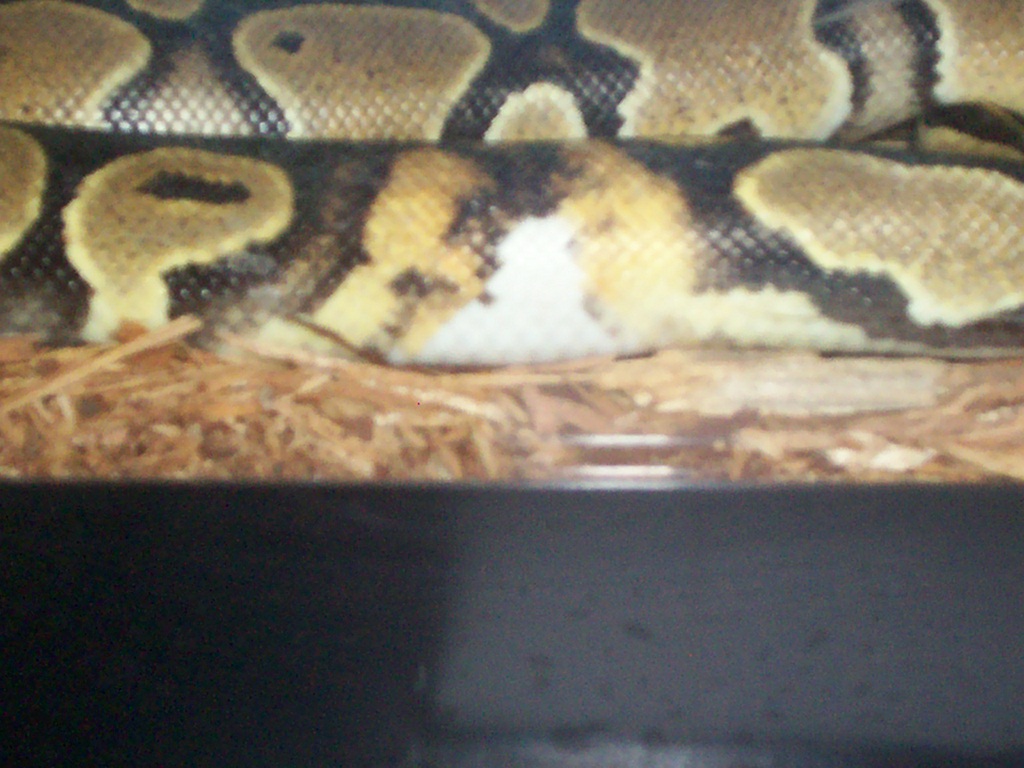 Male Ringer 100% Het Pied .