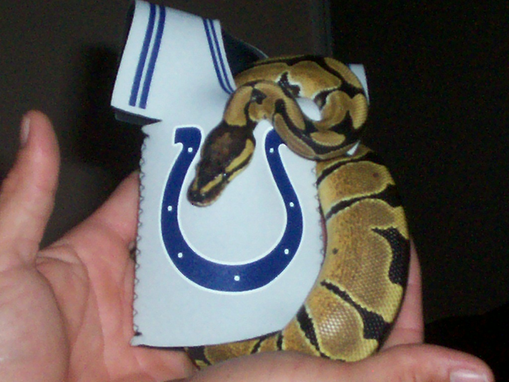 Go Colts!