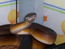D'Alberts White Lipped