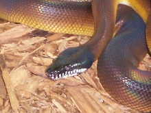 D'Alberts White Lipped