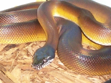 D'Alberts White Lipped