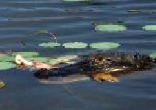 alligator took mans arm off in sc