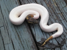 PIED MALE