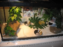 new viv