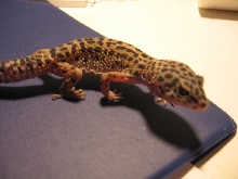skinny gecko winrkled