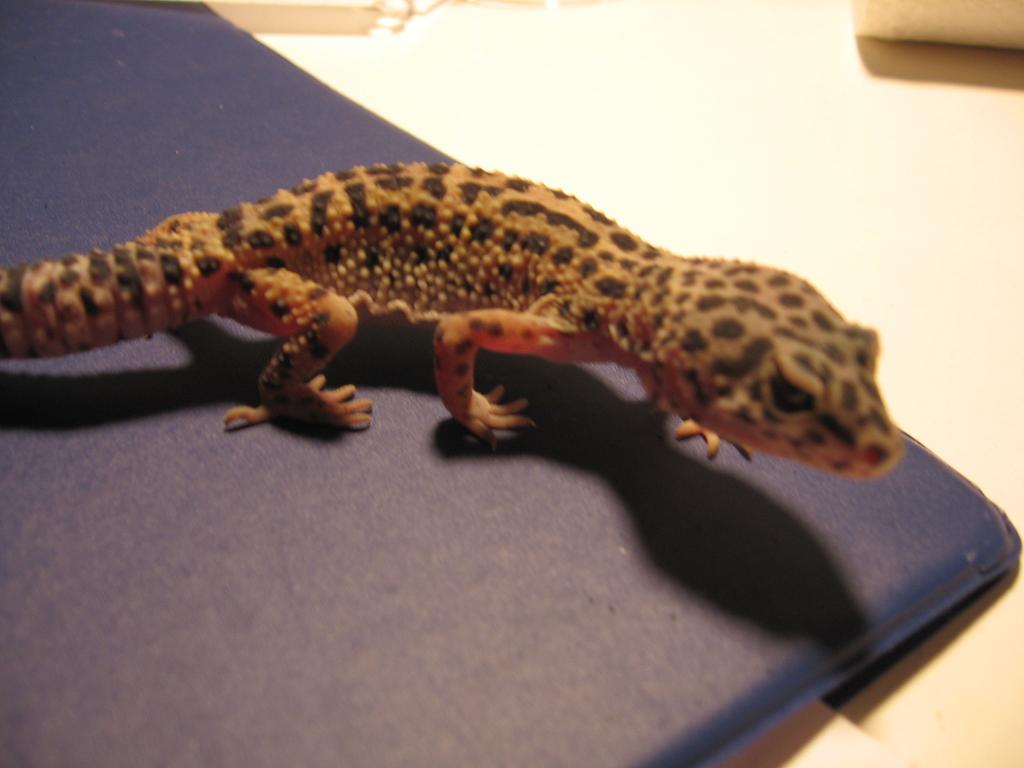 skinny gecko winrkled
