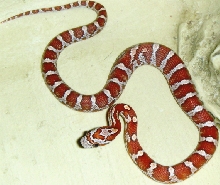 Cleo the banded crimson