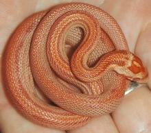 Amel stripe