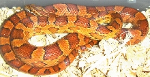 Vulcan-Hybrid Corn het. amel