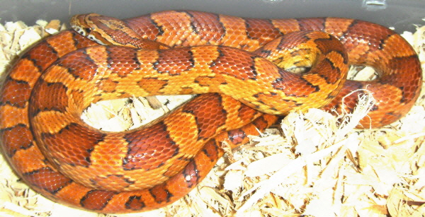 Vulcan-Hybrid Corn het. amel