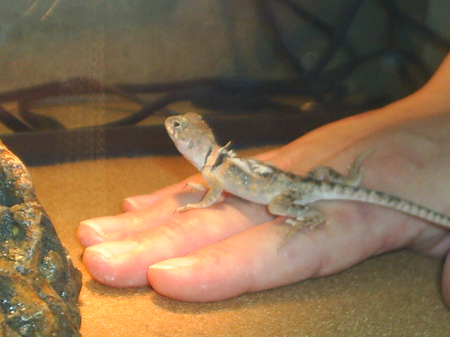 he hopped on me! Hurray!