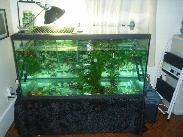 My turtles new 120 gallon home!